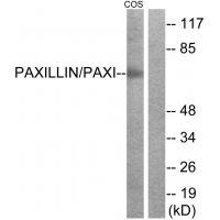 Paxillin Polyclonal Antibody