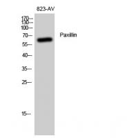 Paxillin Polyclonal Antibody