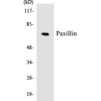 Paxillin Polyclonal Antibody