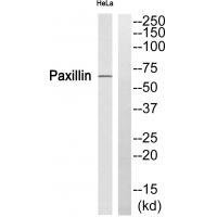 Paxillin Polyclonal Antibody