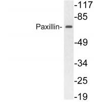 Paxillin Polyclonal Antibody