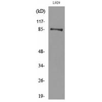 PDGFR-α Polyclonal Antibody