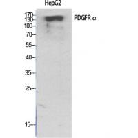 PDGFR-α Polyclonal Antibody