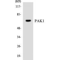 PAKα Polyclonal Antibody