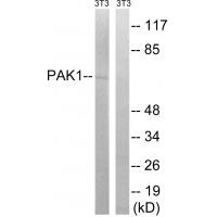 PAKα Polyclonal Antibody