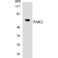 PAKγ Polyclonal Antibody