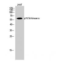 p70 S6 kinase α Polyclonal Antibody