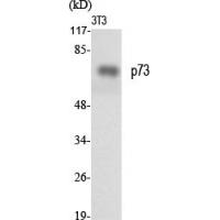 p73 Polyclonal Antibody