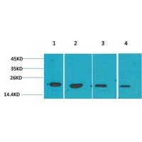 p21 Polyclonal Antibody