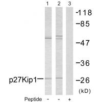 p27 Polyclonal Antibody