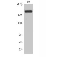 p300 Polyclonal Antibody