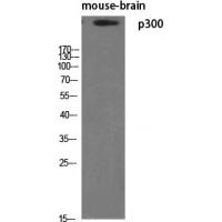 p300 Polyclonal Antibody