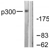 p300 Polyclonal Antibody