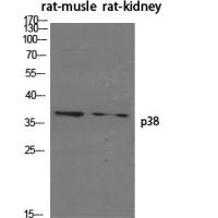 p38 Polyclonal Antibody