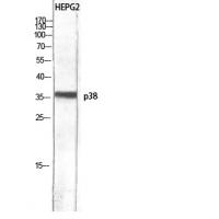 p38 Polyclonal Antibody