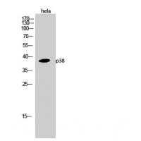 p38 Polyclonal Antibody