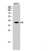 p38 Polyclonal Antibody