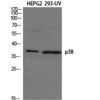 p38 Polyclonal Antibody