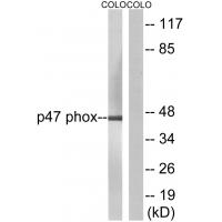 p47-phox Polyclonal Antibody