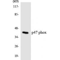 p47-phox Polyclonal Antibody