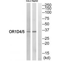 Olfactory receptor 1D4/1D5 Polyclonal Antibody