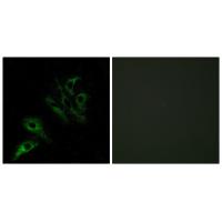 Ox40L Polyclonal Antibody