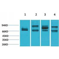 Nrf2 Polyclonal Antibody