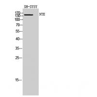 NTE Polyclonal Antibody