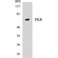 PKR Polyclonal Antibody