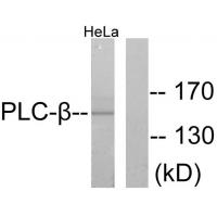 PLC β3 Polyclonal Antibody