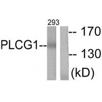 PLC γ1 Polyclonal Antibody