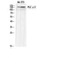 PLC γ2 Polyclonal Antibody