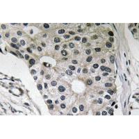 Ob Polyclonal Antibody