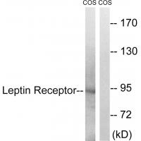 Ob-R Polyclonal Antibody