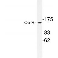 Ob-R Polyclonal Antibody