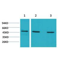 MEK-5 Polyclonal Antibody