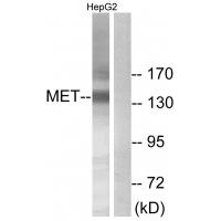 Met Polyclonal Antibody