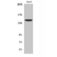 Met Polyclonal Antibody