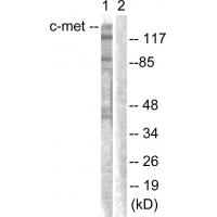 Met Polyclonal Antibody