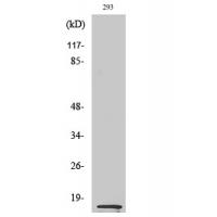 MK Polyclonal Antibody