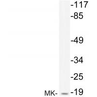 MK Polyclonal Antibody