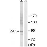 MLTK Polyclonal Antibody