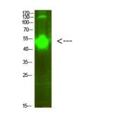 MMP-10 Polyclonal Antibody