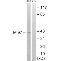 Mnk1 Polyclonal Antibody