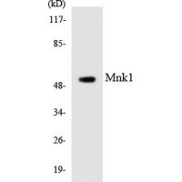 Mnk1 Polyclonal Antibody