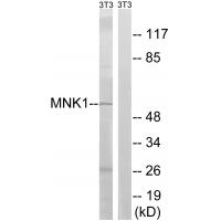 Mnk1 Polyclonal Antibody