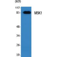 MSK1 Polyclonal Antibody