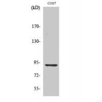 MSK1 Polyclonal Antibody