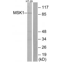 MSK1 Polyclonal Antibody