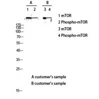 mTOR Polyclonal Antibody